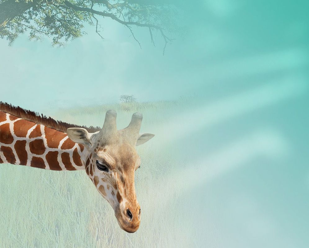 Giraffe Gaia 2023