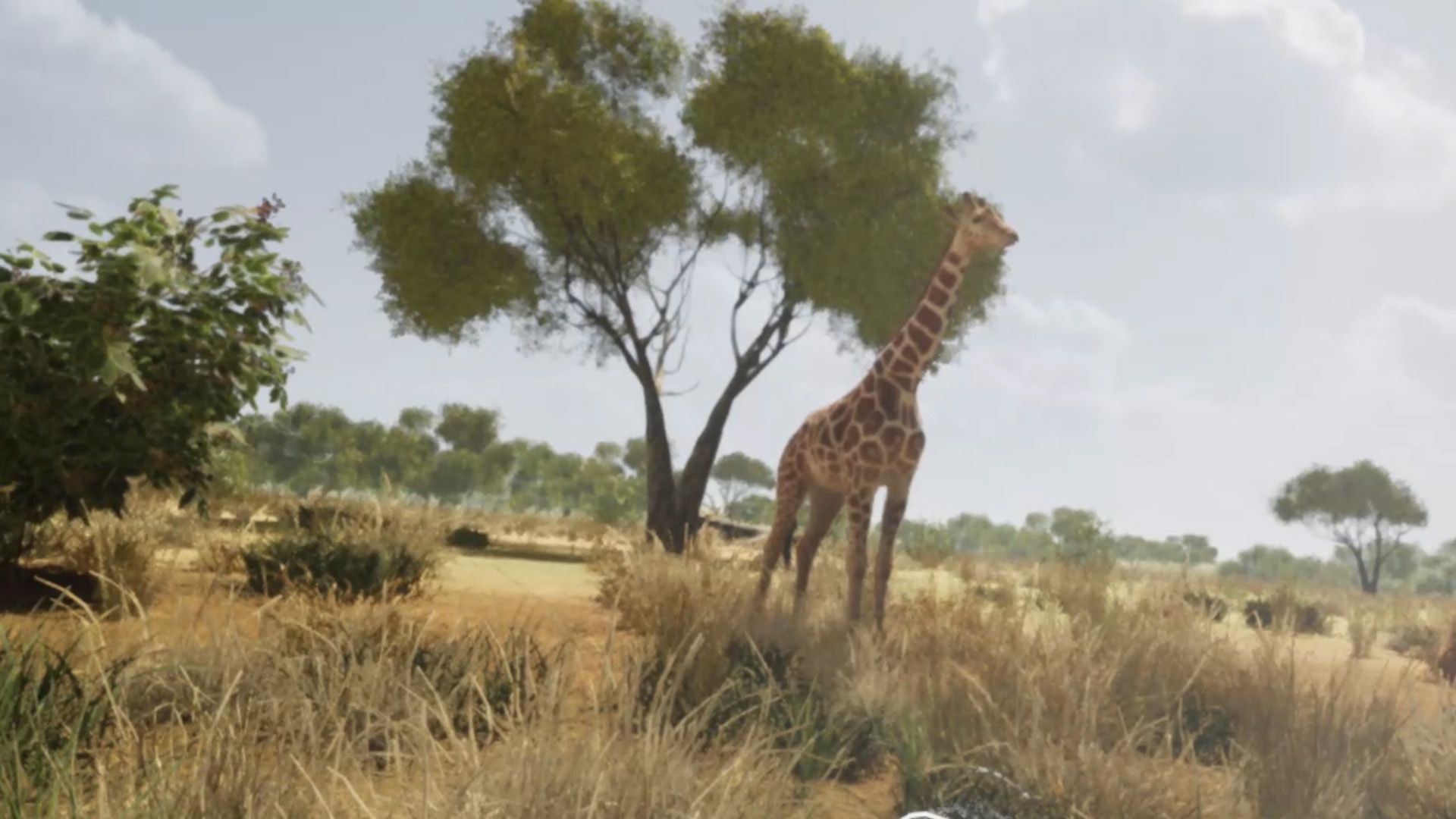 Realitymatters Gaia Giraffe Savannah Vr Expeirence Unreal 002