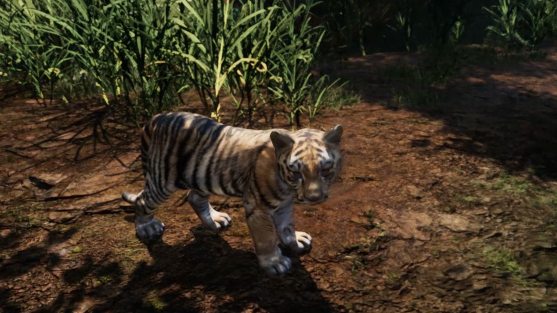 Realitymatters Gaia Tiger Cub Jungle Vr Expeirence Unreal